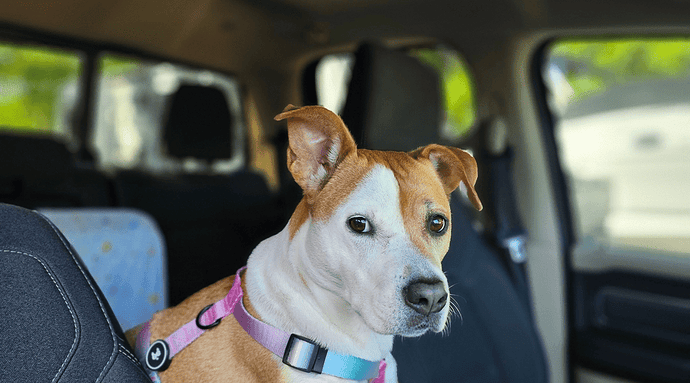Why A Crash-Rated Harness Matters