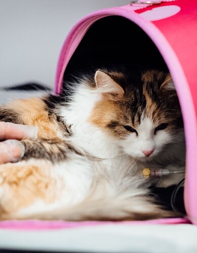 PROTECT PAWS AT EVERY STOP