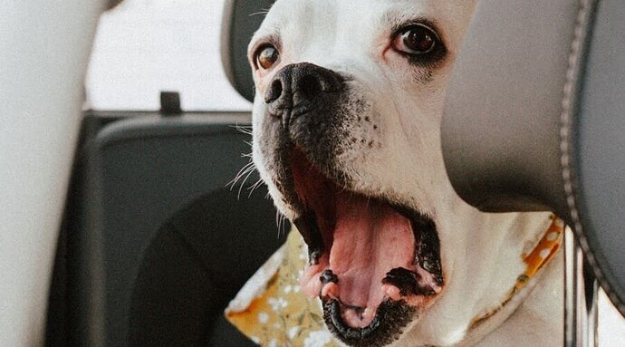 KEEP THE PET AWAY FROM AIRBAG ZONES