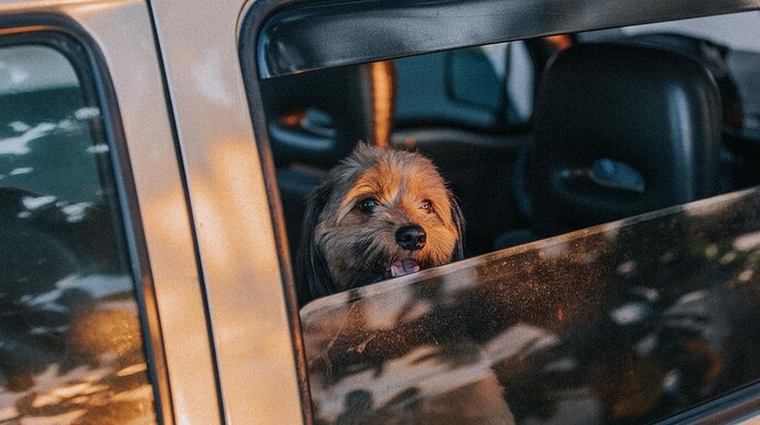 SECURE THE LEASH BEFORE THE DOOR OPENS